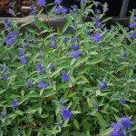Caryopteris x clandonensis (Longwood Blue) Blue Mist Shrub